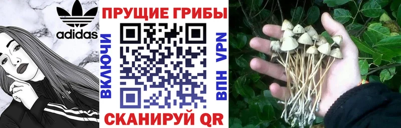 Купить  Кемь  Галлюциногенные грибы Psilocybe 
